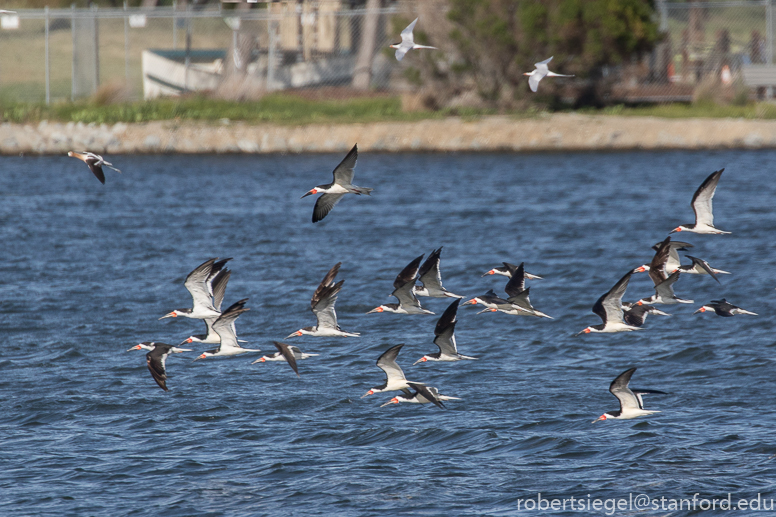 shoreline park